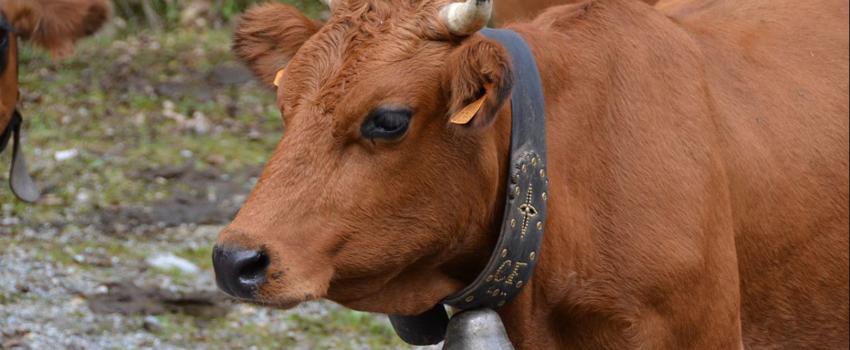 Haute-Savoie : des résidents lancent une pétition contre les cloches des vaches