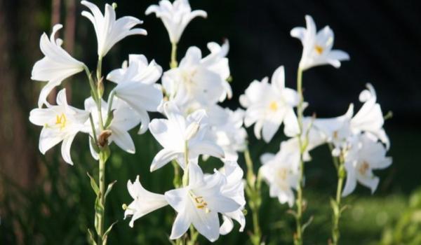 07.12.24-La France réale