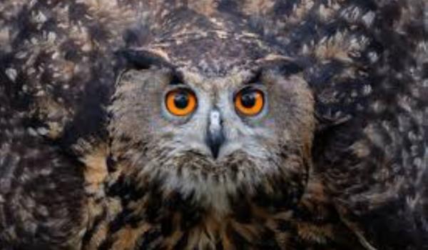 29.08.25-Les animaux de la forêt et le vieil hibou royaliste